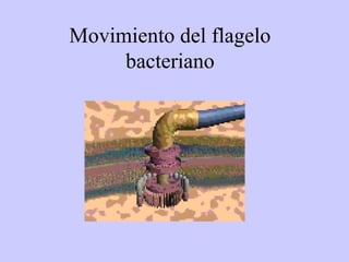 Movimiento del flagelo
bacteriano
 