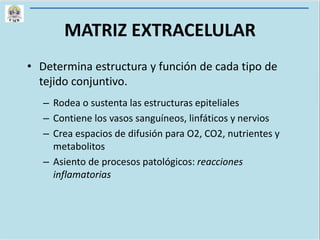 MATRIZ EXTRACELULAR
• Determina estructura y función de cada tipo de
tejido conjuntivo.
– Rodea o sustenta las estructuras epiteliales
– Contiene los vasos sanguíneos, linfáticos y nervios
– Crea espacios de difusión para O2, CO2, nutrientes y
metabolitos
– Asiento de procesos patológicos: reacciones
inflamatorias
 