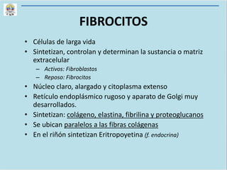 FIBROCITOS
• Células de larga vida
• Sintetizan, controlan y determinan la sustancia o matriz
extracelular
– Activos: Fibroblastos
– Reposo: Fibrocitos
• Núcleo claro, alargado y citoplasma extenso
• Retículo endoplásmico rugoso y aparato de Golgi muy
desarrollados.
• Sintetizan: colágeno, elastina, fibrilina y proteoglucanos
• Se ubican paralelos a las fibras colágenas
• En el riñón sintetizan Eritropoyetina (f. endocrina)
 