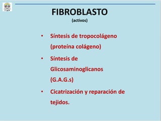 FIBROBLASTO
(activos)
• Síntesis de tropocolágeno
(proteína colágeno)
• Síntesis de
Glicosaminoglicanos
(G.A.G.s)
• Cicatrización y reparación de
tejidos.
 