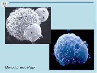 Monocito: macrófago
 