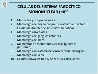 CÉLULAS DEL SISTEMA FAGOCÍTICO
MONONUCLEAR (MPS)
1. Monocitos y sus precursores
2. Macrófagos del tejido conjuntivo (activos o inactivos)
3. Células de Kuppfer de sinusoides hepáticos
4. Macrófagos alveolares
5. Macrófagos de ganglios linfáticos
6. Macrófagos del bazo
7. Macrófafos de membranas serosas (pleura y
peritoneo)
8. Macrófagos de sistema nervioso central (microglía)
9. Macrófagos de la piel
10. Células sinoviales tipo A de cápsulas articulares
 