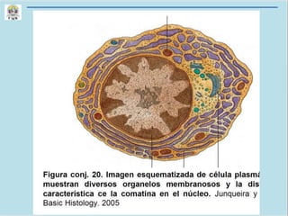 CLASE 6 CORTE 1
