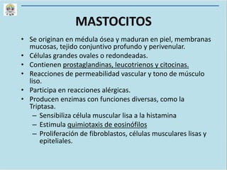 MASTOCITOS
• Se originan en médula ósea y maduran en piel, membranas
mucosas, tejido conjuntivo profundo y perivenular.
• Células grandes ovales o redondeadas.
• Contienen prostaglandinas, leucotrienos y citocinas.
• Reacciones de permeabilidad vascular y tono de músculo
liso.
• Participa en reacciones alérgicas.
• Producen enzimas con funciones diversas, como la
Triptasa.
– Sensibiliza célula muscular lisa a la histamina
– Estimula quimiotaxis de eosinófilos
– Proliferación de fibroblastos, células musculares lisas y
epiteliales.
 
