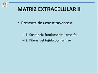 MATRIZ EXTRACELULAR II
• Presenta dos constituyentes:
– 1. Sustancia fundamental amorfa
– 2. Fibras del tejido conjuntivo
 