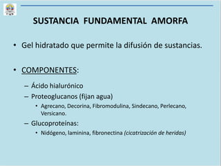 SUSTANCIA FUNDAMENTAL AMORFA
• Gel hidratado que permite la difusión de sustancias.
• COMPONENTES:
– Ácido hialurónico
– Proteoglucanos (fijan agua)
• Agrecano, Decorina, Fibromodulina, Sindecano, Perlecano,
Versicano.
– Glucoproteínas:
• Nidógeno, laminina, fibronectina (cicatrización de heridas)
 