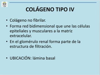 COLÁGENO TIPO IV
• Colágeno no fibrilar.
• Forma red bidimensional que une las células
epiteliales y musculares a la matriz
extracelular.
• En el glomérulo renal forma parte de la
estructura de filtración.
• UBICACIÓN: lámina basal
 