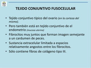 TEJIDO CONJUNTIVO FUSOCELULAR
• Tejido conjuntivo típico del ovario (en la corteza del
mismo).
• Pero también está en tejido conjuntivo de el
endometrio (mucosa uterina)
• Fibrocitos muy juntos que forman imagen semejante
a un cardumen de peces.
• Sustancia extracelular limitada a espacios
relativamente angostos entre los fibrocitos.
• Sólo contiene fibras de colágeno tipo III.
 