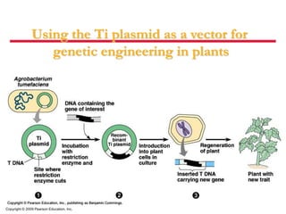Copyright © 2009 Pearson Education, Inc.
Using the Ti plasmid as a vector for
genetic engineering in plants
 