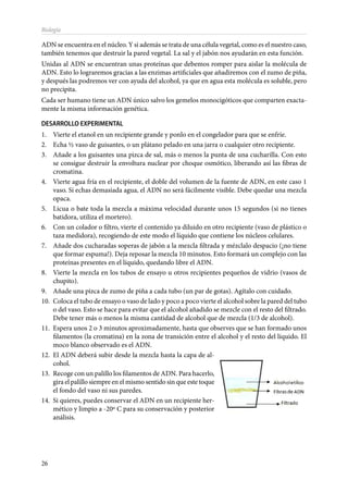 26
Biología
ADN se encuentra en el núcleo. Y si además se trata de una célula vegetal, como es el nuestro caso,
también tenemos que destruir la pared vegetal. La sal y el jabón nos ayudarán en esta función.
Unidas al ADN se encuentran unas proteínas que debemos romper para aislar la molécula de
ADN. Esto lo lograremos gracias a las enzimas artificiales que añadiremos con el zumo de piña,
y después las podremos ver con ayuda del alcohol, ya que en agua esta molécula es soluble, pero
no precipita.
Cada ser humano tiene un ADN único salvo los gemelos monocigóticos que comparten exacta-
mente la misma información genética.
DESARROLLO EXPERIMENTAL
1.	 Vierte el etanol en un recipiente grande y ponlo en el congelador para que se enfríe.
2.	 Echa ½ vaso de guisantes, o un plátano pelado en una jarra o cualquier otro recipiente.
3.	 Añade a los guisantes una pizca de sal, más o menos la punta de una cucharilla. Con esto
se consigue destruir la envoltura nuclear por choque osmótico, liberando así las fibras de
cromatina.
4.	 Vierte agua fría en el recipiente, el doble del volumen de la fuente de ADN, en este caso 1
vaso. Si echas demasiada agua, el ADN no será fácilmente visible. Debe quedar una mezcla
opaca.
5.	 Licua o bate toda la mezcla a máxima velocidad durante unos 15 segundos (si no tienes
batidora, utiliza el mortero).
6.	 Con un colador o filtro, vierte el contenido ya diluido en otro recipiente (vaso de plástico o
taza medidora), recogiendo de este modo el líquido que contiene los núcleos celulares.
7.	 Añade dos cucharadas soperas de jabón a la mezcla filtrada y mézclalo despacio (¡no tiene
que formar espuma!). Deja reposar la mezcla 10 minutos. Esto formará un complejo con las
proteínas presentes en el líquido, quedando libre el ADN.
8.	 Vierte la mezcla en los tubos de ensayo u otros recipientes pequeños de vidrio (vasos de
chupito).
9.	 Añade una pizca de zumo de piña a cada tubo (un par de gotas). Agítalo con cuidado.
10.	 Coloca el tubo de ensayo o vaso de lado y poco a poco vierte el alcohol sobre la pared del tubo
o del vaso. Esto se hace para evitar que el alcohol añadido se mezcle con el resto del filtrado.
Debe tener más o menos la misma cantidad de alcohol que de mezcla (1/3 de alcohol).
11.	 Espera unos 2 o 3 minutos aproximadamente, hasta que observes que se han formado unos
filamentos (la cromatina) en la zona de transición entre el alcohol y el resto del líquido. El
moco blanco observado es el ADN.
12.	 El ADN deberá subir desde la mezcla hasta la capa de al-
cohol.
13.	 Recoge con un palillo los filamentos de ADN. Para hacerlo,
gira el palillo siempre en el mismo sentido sin que este toque
el fondo del vaso ni sus paredes.
14.	 Si quieres, puedes conservar el ADN en un recipiente her-
mético y limpio a -20º C para su conservación y posterior
análisis.
 