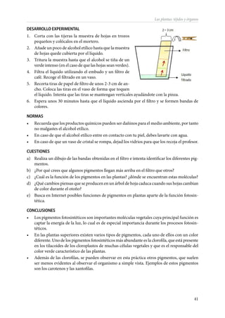 41
Las plantas: téjidos y órganos
DESARROLLO EXPERIMENTAL
1.	 Corta con las tijeras la muestra de hojas en trozos
pequeños y colócalos en el mortero.
2.	 Añade un poco de alcohol etílico hasta que la muestra
de hojas quede cubierta por el líquido.
3.	 Tritura la muestra hasta que el alcohol se tiña de un
verde intenso (en el caso de que las hojas sean verdes).
4.	 Filtra el líquido utilizando el embudo y un filtro de
café. Recoge el filtrado en un vaso.
5.	 Recorta tiras de papel de filtro de unos 2-3 cm de an-
cho. Coloca las tiras en el vaso de forma que toquen
el líquido. Intenta que las tiras se mantengan verticales ayudándote con la pinza.
6.	 Espera unos 30 minutos hasta que el líquido ascienda por el filtro y se formen bandas de
colores.
NORMAS
•	 Recuerda que los productos químicos pueden ser dañinos para el medio ambiente, por tanto
no malgastes el alcohol etílico.
•	 En caso de que el alcohol etílico entre en contacto con tu piel, debes lavarte con agua.
•	 En caso de que un vaso de cristal se rompa, dejad los vidrios para que los recoja el profesor.
CUESTIONES
a)	 Realiza un dibujo de las bandas obtenidas en el filtro e intenta identificar los diferentes pig-
mentos.
b)	 ¿Por qué crees que algunos pigmentos llegan más arriba en el filtro que otros?
c)	 ¿Cuál es la función de los pigmentos en las plantas? ¿dónde se encuentran estas moléculas?
d)	 ¿Qué cambios piensas que se producen en un árbol de hoja caduca cuando sus hojas cambian
de color durante el otoño?
e)	 Busca en Internet posibles funciones de pigmentos en plantas aparte de la función fotosin-
tética.
CONCLUSIONES
•	 Los pigmentos fotosintéticos son importantes moléculas vegetales cuya principal función es
captar la energía de la luz, lo cual es de especial importancia durante los procesos fotosin-
téticos.
•	 En las plantas superiores existen varios tipos de pigmentos, cada uno de ellos con un color
diferente. Uno de los pigmentos fotosintéticos más abundante es la clorofila, que está presente
en los tilacoides de los cloroplastos de muchas células vegetales y que es el responsable del
color verde característico de las plantas.
•	 Además de las clorofilas, se pueden observar en esta práctica otros pigmentos, que suelen
ser menos evidentes al observar el organismo a simple vista. Ejemplos de estos pigmentos
son los carotenos y las xantofilas.
 