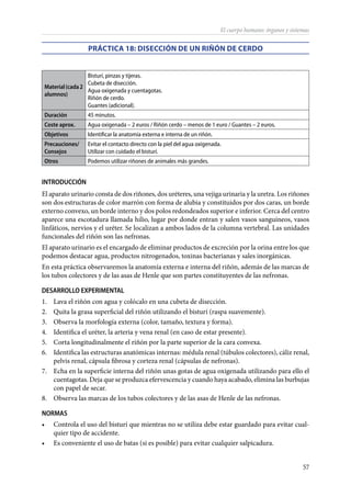 57
El cuerpo humano: órganos y sistemas
PRÁCTICA 18: Disección de un riñón de cerdo
Material(cada2
alumnos)
Bisturí, pinzas y tijeras.
Cubeta de disección.
Agua oxigenada y cuentagotas.
Riñón de cerdo.
Guantes (adicional).
Duración 45 minutos.
Coste aprox. Agua oxigenada – 2 euros / Riñón cerdo – menos de 1 euro / Guantes – 2 euros.
Objetivos Identificar la anatomía externa e interna de un riñón.
Precauciones/
Consejos
Evitar el contacto directo con la piel del agua oxigenada.
Utilizar con cuidado el bisturí.
Otros Podemos utilizar riñones de animales más grandes.
INTRODUCCIÓN
El aparato urinario consta de dos riñones, dos uréteres, una vejiga urinaria y la uretra. Los riñones
son dos estructuras de color marrón con forma de alubia y constituidos por dos caras, un borde
externo convexo, un borde interno y dos polos redondeados superior e inferior. Cerca del centro
aparece una escotadura llamada hilio, lugar por donde entran y salen vasos sanguíneos, vasos
linfáticos, nervios y el uréter. Se localizan a ambos lados de la columna vertebral. Las unidades
funcionales del riñón son las nefronas.
El aparato urinario es el encargado de eliminar productos de excreción por la orina entre los que
podemos destacar agua, productos nitrogenados, toxinas bacterianas y sales inorgánicas.
En esta práctica observaremos la anatomía externa e interna del riñón, además de las marcas de
los tubos colectores y de las asas de Henle que son partes constituyentes de las nefronas.
DESARROLLO EXPERIMENTAL
1.	 Lava el riñón con agua y colócalo en una cubeta de disección.
2.	 Quita la grasa superficial del riñón utilizando el bisturí (raspa suavemente).
3.	 Observa la morfología externa (color, tamaño, textura y forma).
4.	 Identifica el uréter, la arteria y vena renal (en caso de estar presente).
5.	 Corta longitudinalmente el riñón por la parte superior de la cara convexa.
6.	 Identifica las estructuras anatómicas internas: médula renal (túbulos colectores), cáliz renal,
pelvis renal, cápsula fibrosa y corteza renal (cápsulas de nefronas).
7.	 Echa en la superficie interna del riñón unas gotas de agua oxigenada utilizando para ello el
cuentagotas. Deja que se produzca efervescencia y cuando haya acabado, elimina las burbujas
con papel de secar.
8.	 Observa las marcas de los tubos colectores y de las asas de Henle de las nefronas.
NORMAS
•	 Controla el uso del bisturí que mientras no se utiliza debe estar guardado para evitar cual-
quier tipo de accidente.
•	 Es conveniente el uso de batas (si es posible) para evitar cualquier salpicadura.
 