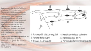 Les panaris du dos de la 2ème
phalange (P2) : est moins
fréquent (<10%) mais grave car
l’infection sous-cutanée diffuse
rapidement avec risque de
décollement et de nécrose
cutanée, d’atteinte de l’appareil
extenseur et de l’articulation
inter phalangienne distale.
Les panaris du dos de P1 :
correspond à des furoncles ou
de petits anthrax en rapport
avec l’atteinte de l’appareil
pileux.
Les panaris de la face palmaire de
la 1ère phalange (P1) et P2 :
diffusion à la gaine des tendons
fléchisseurs.
Les panaris latéraux de P2 sont
les plus rares
 