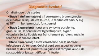 On distingue trois stades
•Stade 1 (inflammatoire) : il correspond à une synovite
exsudative, le liquide est louche, le tendon est sain. Si Dg
et TRT bon pronostic fonctionnel
•Stade 2 (purulent) : c’est une synovite purulente,
granuleuse, la séreuse est hypertrophiée, hyper
vascularisée. Le liquide est franchement purulent, mais le
tendon est encore intact.
•Stade 3 (nécrose) : Il est caractérisé par la nécrose
infectieuse du tendon. Celui-ci perd son aspect nacré et
brillant et devient jaunâtre. La gaine est rompue au cul de
sac supérieur laissant diffuser l’infection.
Diagnostic évolutif
 