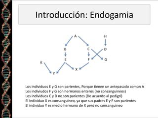 Introducción: Endogamia
A
B C
E F
X
K
Y
D
G
H
Los individuos E y G son parientes, Porque tienen un antepasado común A
Los indiviudos F y G son hermanos enteros (no consanguineos)
Los individuos C y D no son parientes (De acuerdo al pedigrí)
El individuo X es consanguineo, ya que sus padres E y F son parientes
El individuo Y es medio hermano de X pero no consanguineo
 