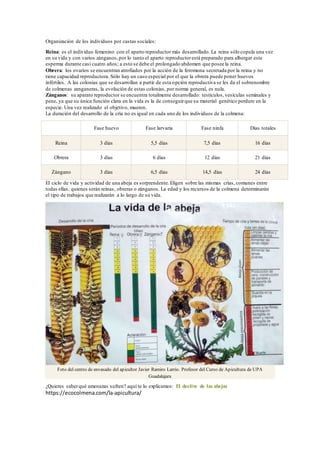 Organización de los individuos por castas sociales:
Reina: es el individuo femenino con el aparto reproductor más desarrollado. La reina sólo copula una vez
en su vida y con varios zánganos,por lo tanto el aparto reproductorestá preparado para albergar este
esperma durante casi cuatro años; a esto se debe el prolongado abdomen que posee la reina.
Obrera: los ovarios se encuentran atrofiados por la acción de la feromona secretada por la reina y no
tiene capacidad reproductora. Sólo hay un caso especial por el que la obrera puede poner huevos
infértiles. A las colonias que se desarrollan a partir de esta opción reproductiva se les da el sobrenombre
de colmenas zanganeras, la evolución de estas colonias, por norma general, es nula.
Zánganos: su aparato reproductor se encuentra totalmente desarrollado: testículos,vesículas seminales y
pene, ya que su única función clara en la vida es la de conseguirque su material genético perdure en la
especie. Una vez realizado el objetivo, mueren.
La duración del desarrollo de la cría no es igual en cada uno de los individuos de la colmena:
Fase huevo Fase larvaria Fase ninfa Días totales
Reina 3 días 5,5 días 7,5 días 16 días
Obrera 3 días 6 días 12 días 21 días
Zángano 3 días 6,5 días 14,5 días 24 días
El ciclo de vida y actividad de una abeja es sorprendente.Eligen sobre las mismas crías, comunes entre
todas ellas, quienes serán reinas, obreras o zánganos. La edad y los recursos de la colmena determinarán
el tipo de trabajos que realizarán a lo largo de su vida.
Foto del centro de envasado del apicultor Javier Ramiro Larrio. Profesor del Curso de Apicultura de UPA
Guadalajara
¿Quieres saberqué amenazas sufren? aquí te lo explicamos: El declive de las abejas
https://ecocolmena.com/la-apicultura/
 