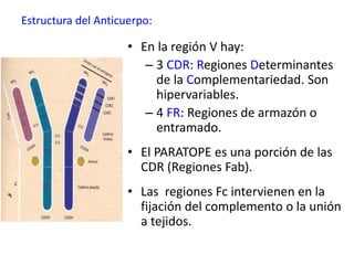 Estructura del Anticuerpo:
• En la región V hay:
– 3 CDR: Regiones Determinantes
de la Complementariedad. Son
hipervariables.
– 4 FR: Regiones de armazón o
entramado.
• El PARATOPE es una porción de las
CDR (Regiones Fab).
• Las regiones Fc intervienen en la
fijación del complemento o la unión
a tejidos.
 