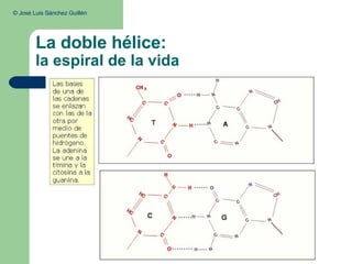 La doble hélice: la espiral de la vida ©  José Luis Sánchez Guillén  