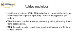 Ácidos nucleicos
• La diferencia entre el ADN y ARN a nivel de su composición molecular
se encuentra en la pentosa (azúcar), sus bases nitrogenadas y la
cadena
ADN: formado por desoxirribosa, adenina, guanina, citosina y timina,
tiene cadena doble.
ARN: formado por ribosa, adenina, guanina, citosina y uracilo, tiene
cadena sencilla.
 