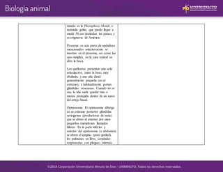 mundo es la Theraphosa blondi, o
tarántula goliat, que puede llegar a
medir 30 cm (incluidas las patas), y
es originaria de América.
Prosoma: os seis pares de apéndices
mencionados anteriormente se
insertan en el prosoma, así como los
ojos simples; en la cara ventral se
abre la boca.
Los quelíceros presentan una sola
articulación, entre la base, muy
abultada, y una uña distal
generalmente pequeña (en el
extremo), y habitualmente portan
glándulas venenosas. Cuando no se
usa, la uña suele quedar más o
menos protegida dentro de un surco
del artejo basal.
Opistosoma: El opistosoma alberga
en su extremo posterior glándulas
sericígenas (productoras de seda)
que se abren al exterior por unos
pequeños mamelones llamados
hileras. En la parte inferior y
anterior del opistosoma (o abdomen)
se abren el epigino (poro genital),
los pulmones en libro, cavidades
respiratorias con pliegues internos
 