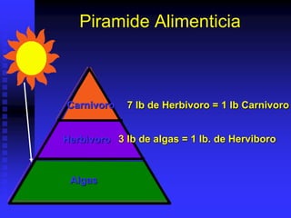 Piramide Alimenticia
Carnivoro
Herbivoro
Algas
7 lb de Herbivoro = 1 lb Carnivoro
3 lb de algas = 1 lb. de Herviboro
 
