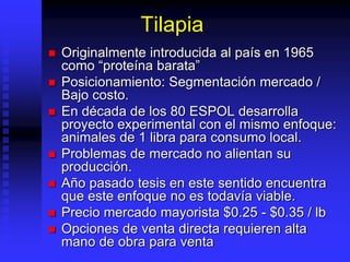 Tilapia
 Originalmente introducida al país en 1965
como “proteína barata”
 Posicionamiento: Segmentación mercado /
Bajo costo.
 En década de los 80 ESPOL desarrolla
proyecto experimental con el mismo enfoque:
animales de 1 libra para consumo local.
 Problemas de mercado no alientan su
producción.
 Año pasado tesis en este sentido encuentra
que este enfoque no es todavía viable.
 Precio mercado mayorista $0.25 - $0.35 / lb
 Opciones de venta directa requieren alta
mano de obra para venta
 