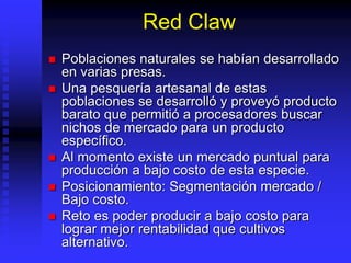 Red Claw
 Poblaciones naturales se habían desarrollado
en varias presas.
 Una pesquería artesanal de estas
poblaciones se desarrolló y proveyó producto
barato que permitió a procesadores buscar
nichos de mercado para un producto
específico.
 Al momento existe un mercado puntual para
producción a bajo costo de esta especie.
 Posicionamiento: Segmentación mercado /
Bajo costo.
 Reto es poder producir a bajo costo para
lograr mejor rentabilidad que cultivos
alternativo.
 