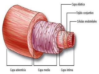 Acv exposicion