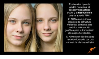 Existen dos tipos de
ácidos nucleicos: el
desoxirribonucleico
(ADN) y el ribonucleico
que se abrevia ARN.
El ADN es un químico
orgánico de estructura
molecular compleja que
codiﬁca información
genética para la transmisión
de rasgos heredados.
El ARN es un tipo de ácido
nucleico formado por una
cadena de ribonucleótidos
 