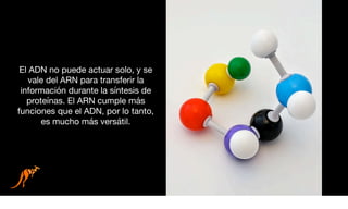 El ADN no puede actuar solo, y se
vale del ARN para transferir la
información durante la síntesis de
proteínas. El ARN cumple más
funciones que el ADN, por lo tanto,
es mucho más versátil.
 