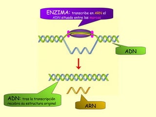 ARN ENZIMA:  transcribe en  ARN  el  ADN  situado entre las  marcas ADN ADN:  tras la transcripción recobra su estructura original 