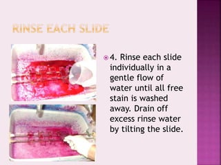  4. Rinse each slide
individually in a
gentle flow of
water until all free
stain is washed
away. Drain off
excess rinse water
by tilting the slide.
 