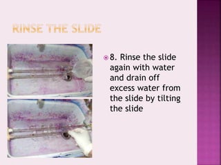  8. Rinse the slide
again with water
and drain off
excess water from
the slide by tilting
the slide
 