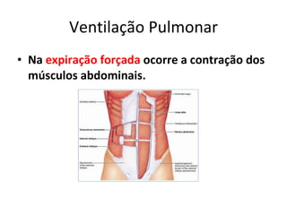 Ventilação Pulmonar Na   expiração forçada  ocorre a contração dos músculos abdominais. 