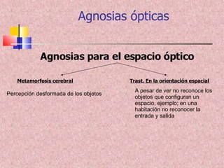 Agnosias ópticas Agnosias para el espacio óptico Metamorfosis cerebral   Trast. En la orientación espacial Percepción desformada de los objetos A pesar de ver no reconoce los objetos que configuran un espacio, ejemplo; en una habitación no reconocer la entrada y salida 
