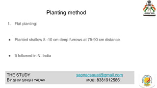 Planting method
1. Flat planting:
● Planted shallow 8 -10 cm deep furrows at 75-90 cm distance
● It followed in N. India
THE STUDY sapnacsauat@gmail.com
BY SHIV SINGH YADAV MOB; 8381912586
 