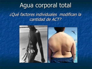 Agua corporal total  ¿Qué factores individuales  modifican la cantidad de ACT? 