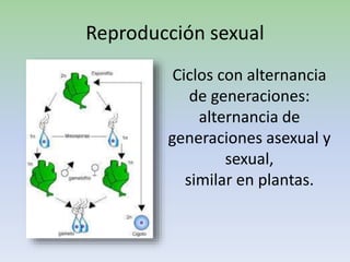 Reproducción sexual
Ciclos con alternancia
de generaciones:
alternancia de
generaciones asexual y
sexual,
similar en plantas.
 