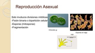 Reproducción Asexual
Solo involucra divisiones mitóticas.
-Fisión binaria o bipartición celular
-Esporas (mitosporas)
-Fragmentación
Chlorella sp
Esporas en alga
roja
 