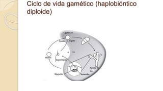Ciclo de vida gamético (haplobióntico
diploide)
 