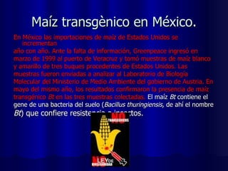 Maíz transgènico en México. En México las importaciones de maíz de Estados Unidos se incrementan año con año. Ante la falta de información, Greenpeace ingresó en marzo de 1999 al puerto de Veracruz y tomó muestras de maíz blanco y amarillo de tres buques procedentes de Estados Unidos. Las muestras fueron enviadas a analizar al Laboratorio de Biología Molecular del Ministerio de Medio Ambiente del gobierno de Austria. En mayo del mismo año, los resultados confirmaron la presencia de maíz transgénico   Bt  en las tres muestras colectadas.  El maíz  Bt  contiene el gene de una bacteria del suelo ( Bacillus thuringiensis,  de ahí el nombre Bt ) que confiere resistencia a insectos.  
