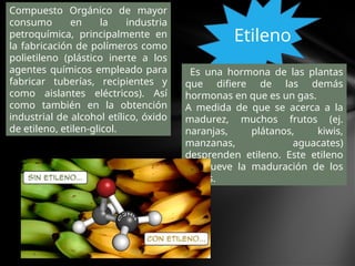 Etileno
Compuesto Orgánico de mayor
consumo en la industria
petroquímica, principalmente en
la fabricación de polímeros como
polietileno (plástico inerte a los
agentes químicos empleado para
fabricar tuberías, recipientes y
como aislantes eléctricos). Así
como también en la obtención
industrial de alcohol etílico, óxido
de etileno, etilen-glicol.
Es una hormona de las plantas
que difiere de las demás
hormonas en que es un gas.
A medida de que se acerca a la
madurez, muchos frutos (ej.
naranjas, plátanos, kiwis,
manzanas, aguacates)
desprenden etileno. Este etileno
promueve la maduración de los
frutos.
 