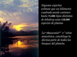 Algunos expertos estiman que un kilómetro cuadrado puede contener hasta  75.000  tipos distintos de árbolesy unas  150.000  especies de plantas La  “ A mazonía ” &quot; o &quot;selva amazónica,  constituye la décima parte de todos los bosques del planeta.  