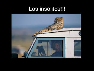 Los insólitos!!! 