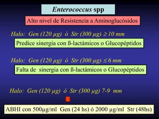Enterococcus spp
Alto nivel de Resistencia a Aminoglucósidos
Halo: Gen (120 µg) ó Str (300 µg)  10 mm
Predice sinergia con ß-lactámicos o Glucopéptidos
Halo: Gen (120 µg) ó Str (300 µg) 7-9 mm
ABHI con 500µg/ml Gen (24 hs) ó 2000 µg/ml Str (48hs)
Falta de sinergia con ß-lactámicos o Glucopéptidos
Halo: Gen (120 µg) ó Str (300 µg)  6 mm
 