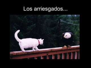 Los arriesgados... 