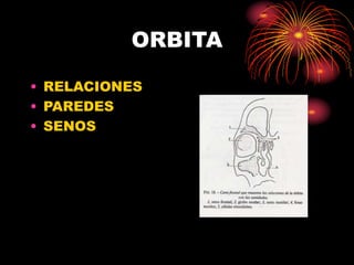 ORBITA
• RELACIONES
• PAREDES
• SENOS
 