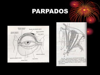 PARPADOS
 
