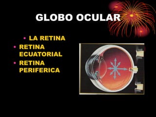GLOBO OCULAR
• LA RETINA
• RETINA
ECUATORIAL
• RETINA
PERIFERICA
 