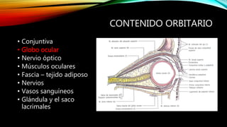 CONTENIDO ORBITARIO
• Conjuntiva
• Globo ocular
• Nervio óptico
• Músculos oculares
• Fascia – tejido adiposo
• Nervios
• Vasos sanguíneos
• Glándula y el saco
lacrimales
 
